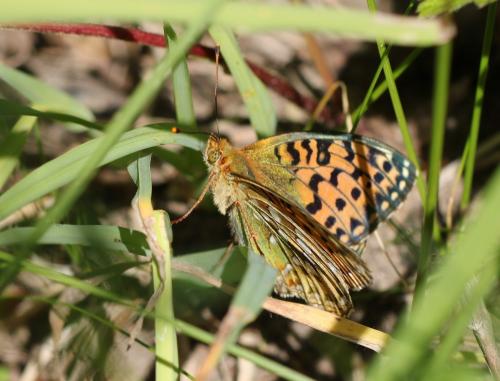 Argynnis aglaja